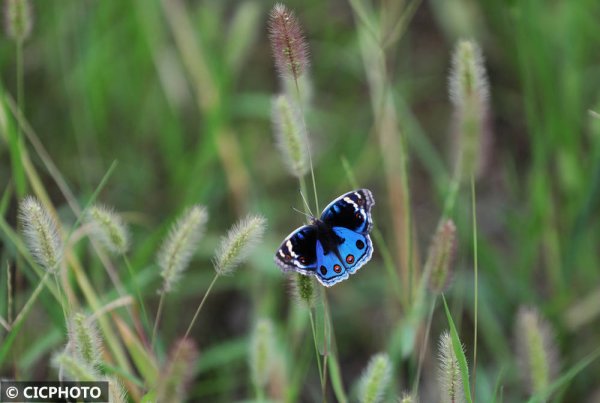 牛道配资 秋意未浓时，再望一眼叶间的虫影